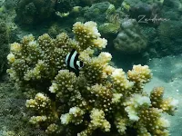 Four stripe damselfish [Dascyllus melanurus]